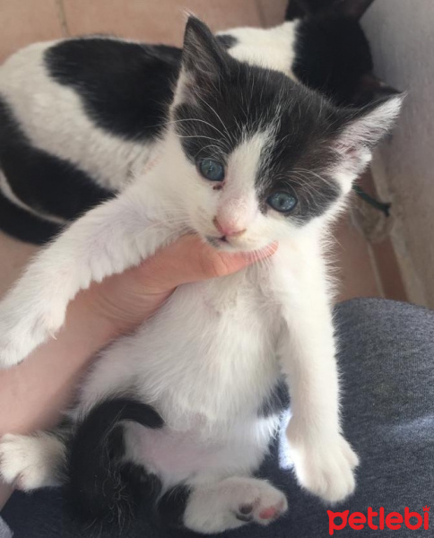 Tekir Kedi, Kedi  Mimi fotoğrafı