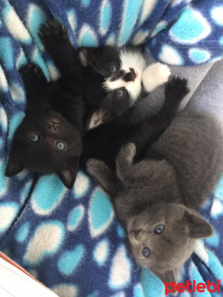 Tekir Kedi, Kedi  Mimi fotoğrafı