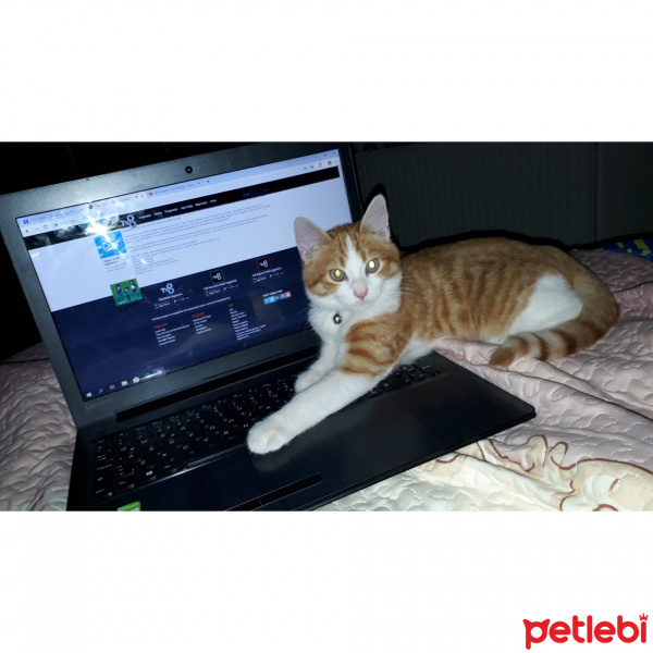 Sarman, Kedi  Tarçın fotoğrafı