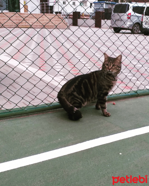 Tekir Kedi, Kedi  Tarçın fotoğrafı