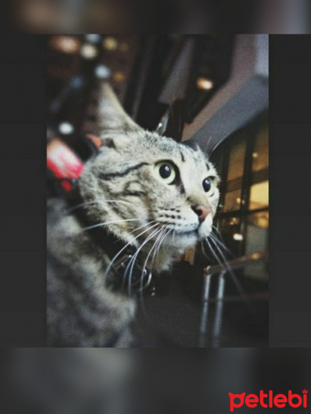 Tekir Kedi, Kedi  Tarçın fotoğrafı