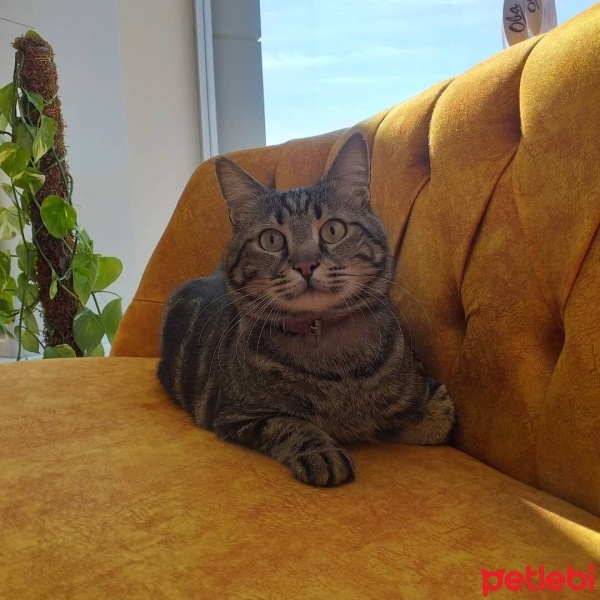 Tekir Kedi, Kedi  Tarçın fotoğrafı
