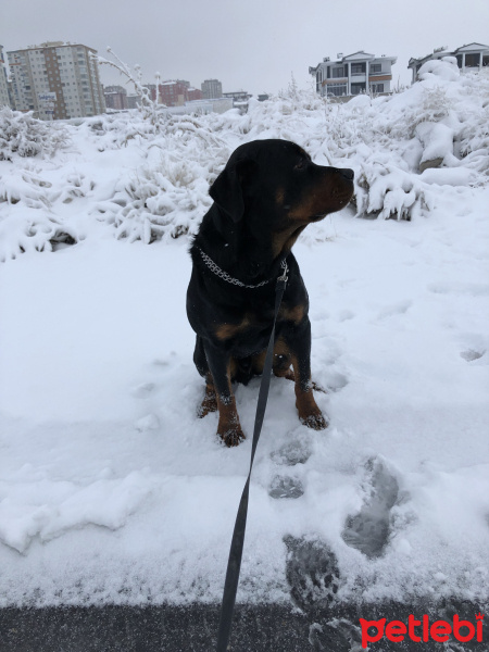 Rottweiler, Köpek  HECTOR fotoğrafı
