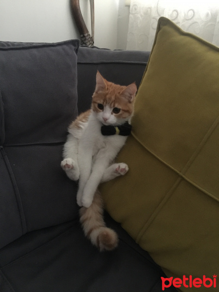 Chinchilla, Kedi  Aslan fotoğrafı