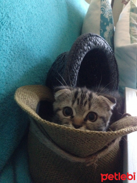 Scottish Fold, Kedi  Dominik fotoğrafı