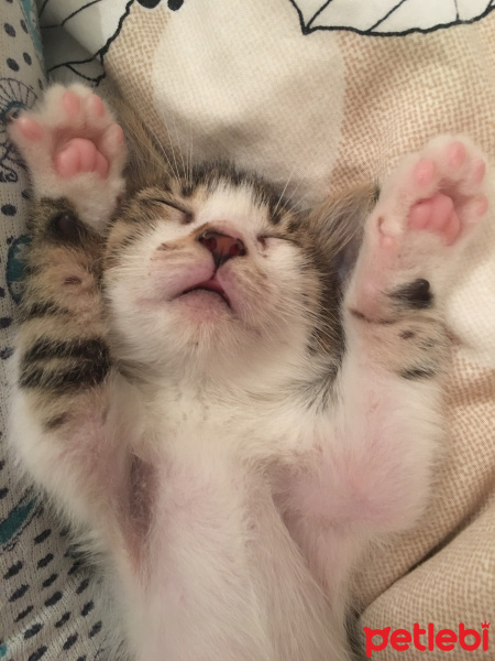Tekir Kedi, Kedi  Sütlaç fotoğrafı