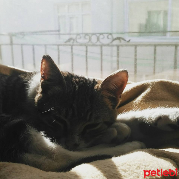 Tekir Kedi, Kedi  Loki fotoğrafı