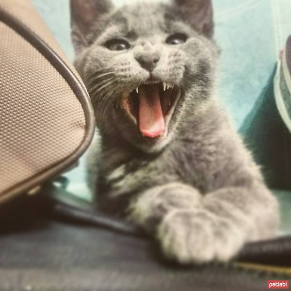 British Shorthair, Kedi  Gri fotoğrafı