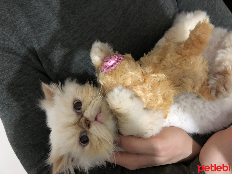 İran Kedisi (Persian), Kedi  BADEM fotoğrafı