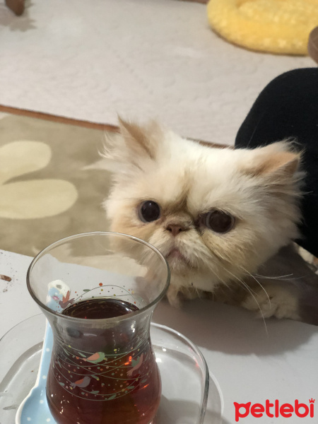İran Kedisi (Persian), Kedi  BADEM fotoğrafı