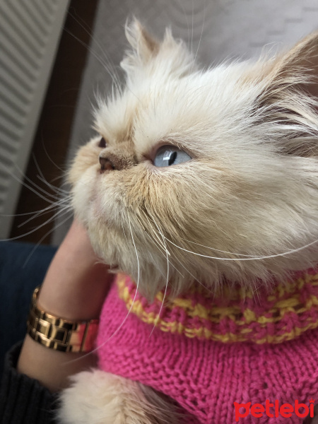 İran Kedisi (Persian), Kedi  BADEM fotoğrafı