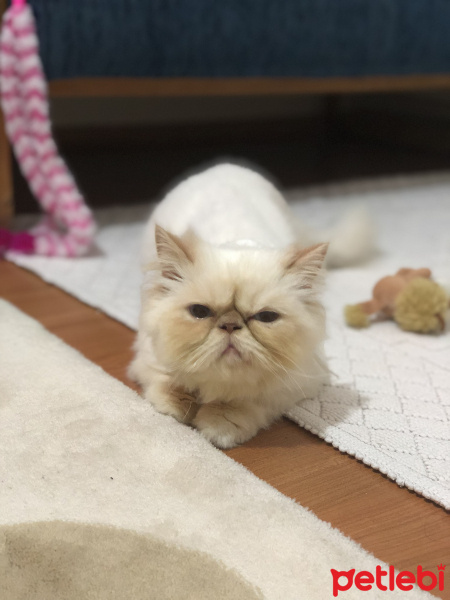 İran Kedisi (Persian), Kedi  BADEM fotoğrafı