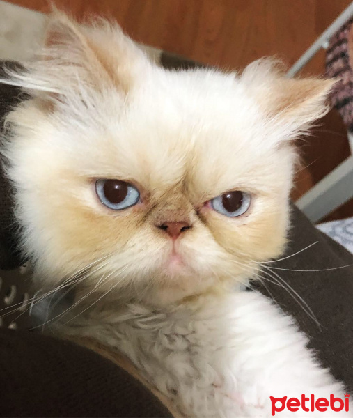 İran Kedisi (Persian), Kedi  BADEM fotoğrafı