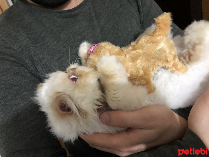 İran Kedisi (Persian), Kedi  BADEM fotoğrafı