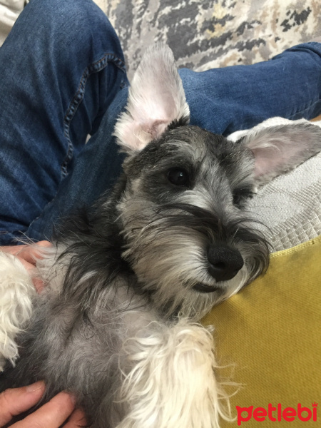 Minyatür Schnauzer, Köpek  Pozi fotoğrafı