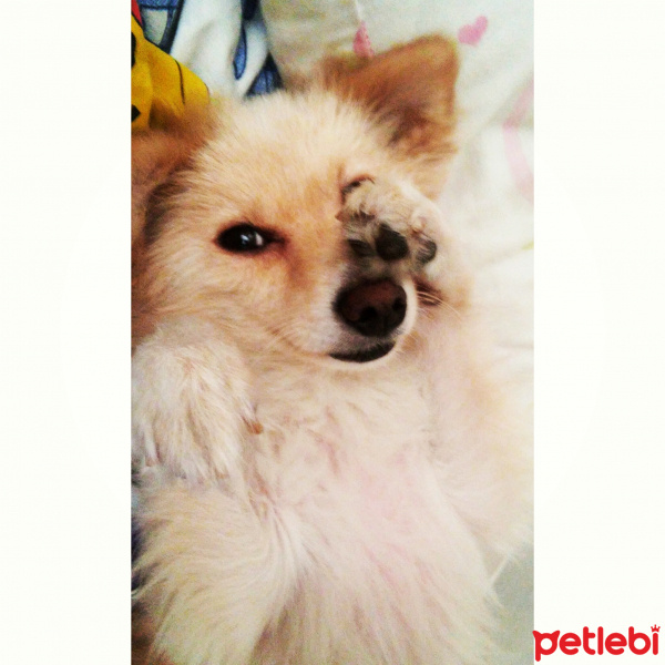 Pomeranyalı, Köpek  casper fotoğrafı