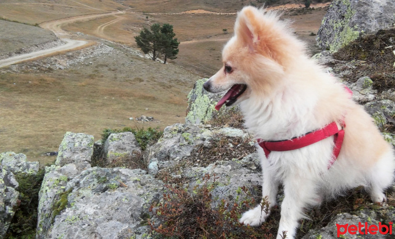 Pomeranyalı, Köpek  casper fotoğrafı
