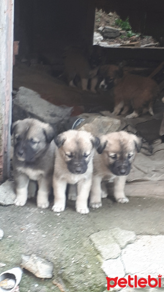 Kangal, Köpek  Sevimli 5 adet yavru köpek fotoğrafı