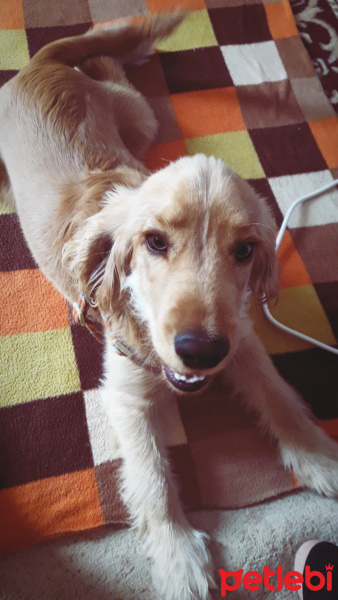 Amerikan Cocker Spaniel, Köpek  Cookie fotoğrafı