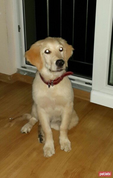 Golden Retriever, Köpek  sakız fotoğrafı