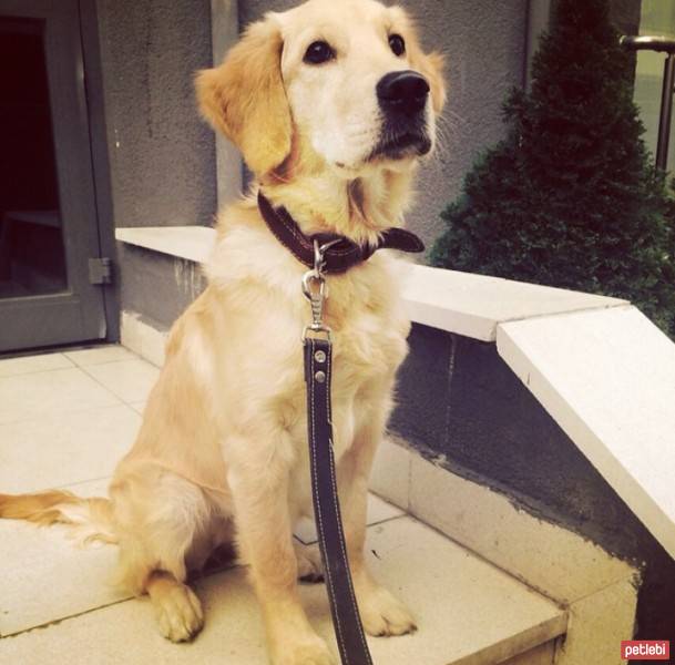 Golden Retriever, Köpek  sakız fotoğrafı