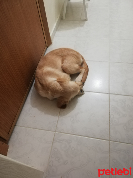 Golden Retriever, Köpek  Yulaf fotoğrafı
