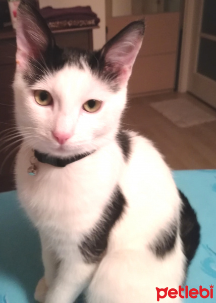 Tekir Kedi, Kedi  Pati fotoğrafı