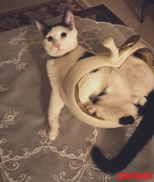 Tekir Kedi, Kedi  Pati fotoğrafı