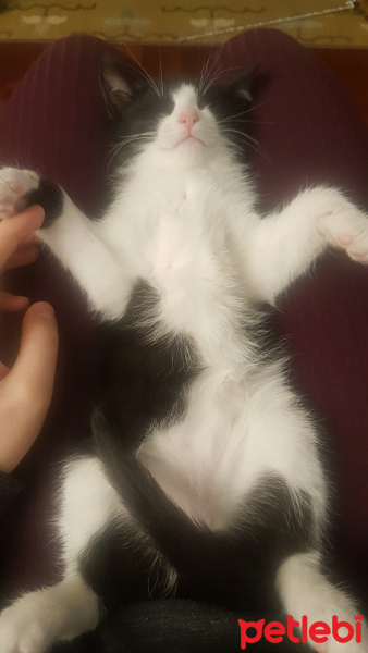 Tuxedo (Smokin) Kedi, Kedi  Mr. Slyvee fotoğrafı