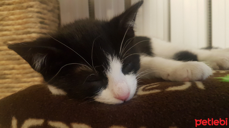 Tuxedo (Smokin) Kedi, Kedi  Mr. Slyvee fotoğrafı