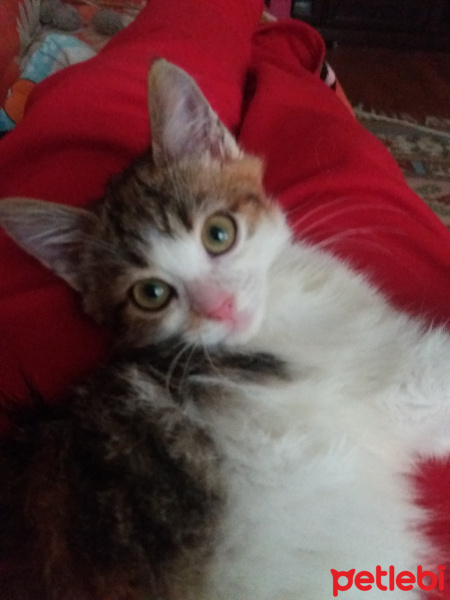 Sarman, Kedi  Sultan fotoğrafı