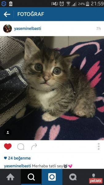 Tekir Kedi, Kedi  Mia fotoğrafı