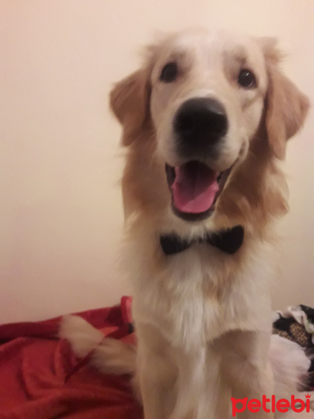 Golden Retriever, Köpek  Alex ponçik fotoğrafı