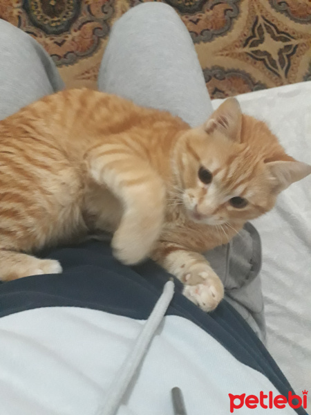 Sarman, Kedi  Şımarık fotoğrafı