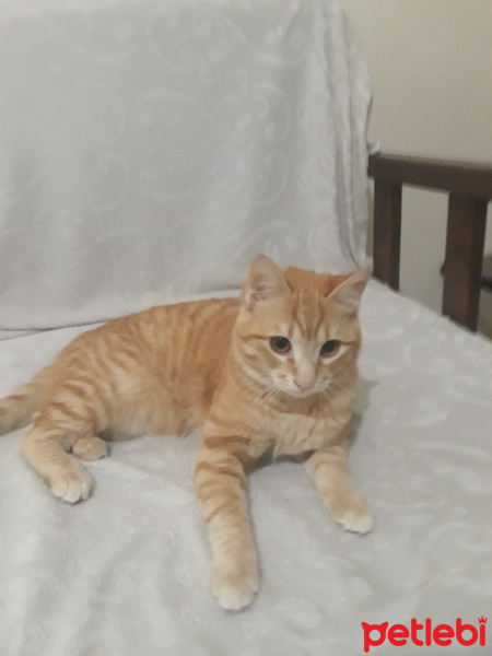 Sarman, Kedi  Şımarık fotoğrafı