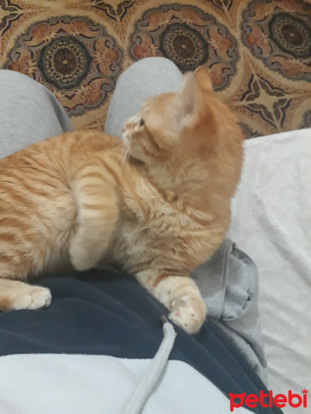Sarman, Kedi  Şımarık fotoğrafı