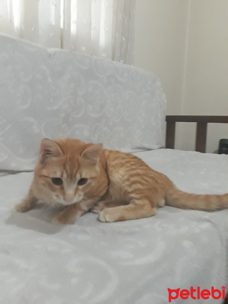 Sarman, Kedi  Şımarık fotoğrafı