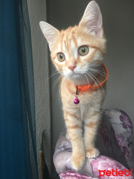 Sarman, Kedi  Tarçın fotoğrafı