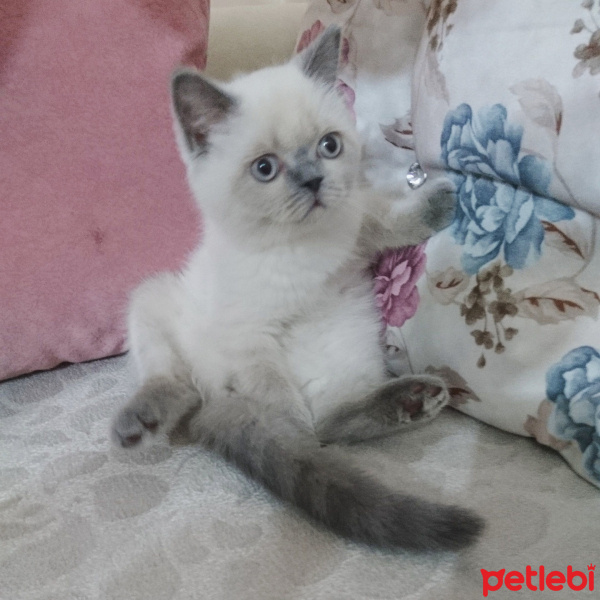 British Shorthair, Kedi  Bulut fotoğrafı