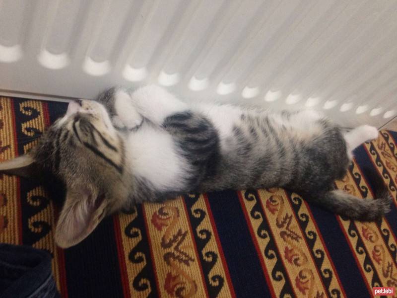 Tekir Kedi, Kedi  felix fotoğrafı