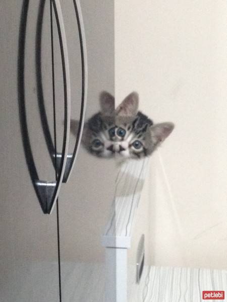 Tekir Kedi, Kedi  felix fotoğrafı