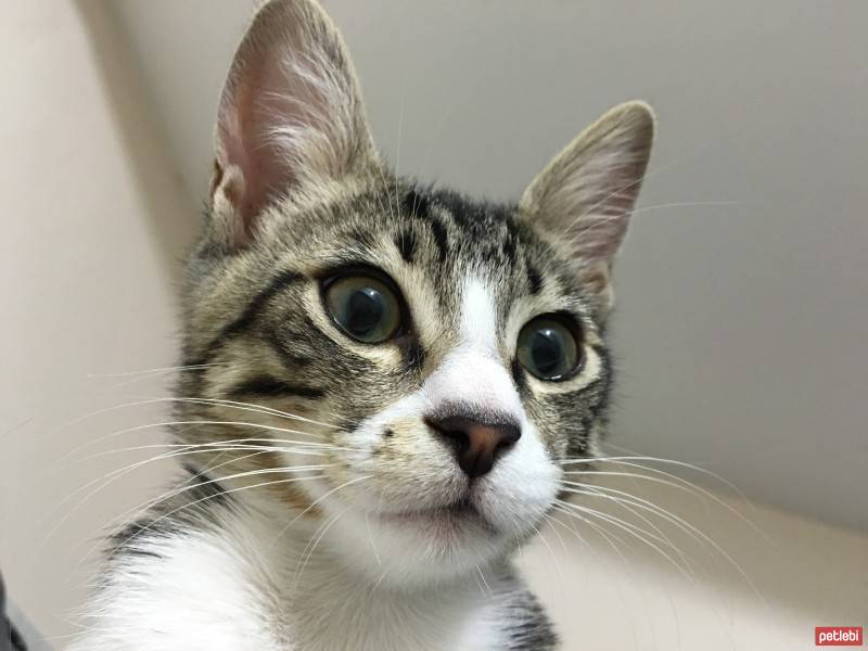 Tekir Kedi, Kedi  felix fotoğrafı