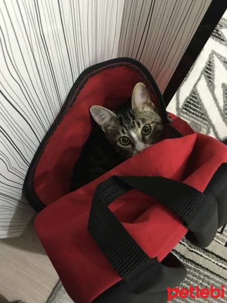 Tekir Kedi, Kedi  felix fotoğrafı