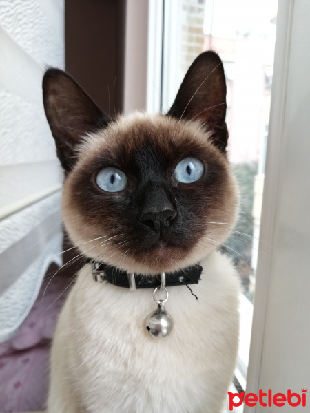 Siyam Kedisi, Kedi  Mia fotoğrafı