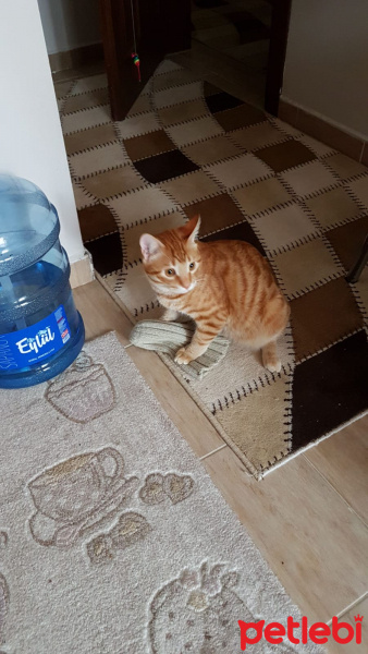 Sarman, Kedi  tarçın fotoğrafı