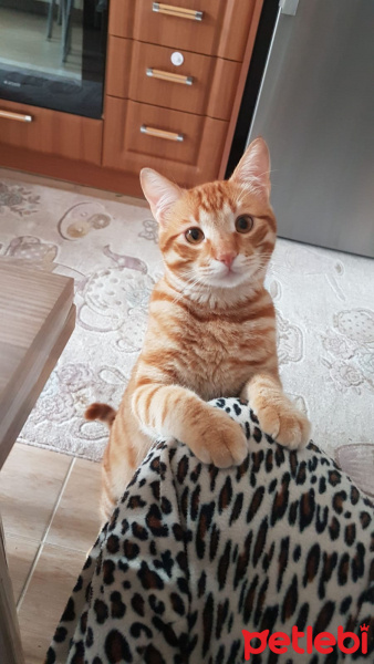 Sarman, Kedi  tarçın fotoğrafı