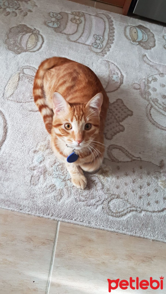 Sarman, Kedi  tarçın fotoğrafı
