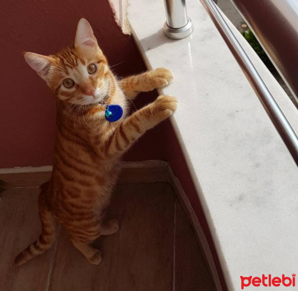 Sarman, Kedi  tarçın fotoğrafı