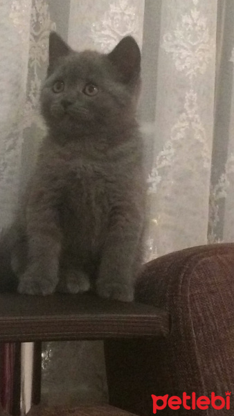 British Shorthair, Kedi  Masal fotoğrafı