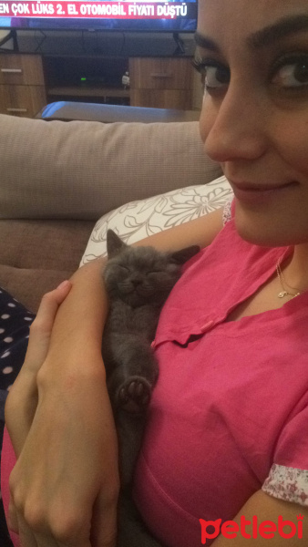 British Shorthair, Kedi  Masal fotoğrafı